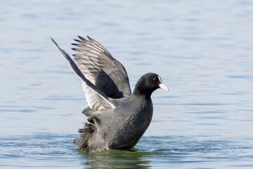 Eurasian coot bird flapping its wings in water