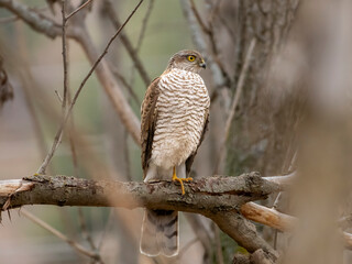 Eurasian sparrow bird perching on a branch in a forest