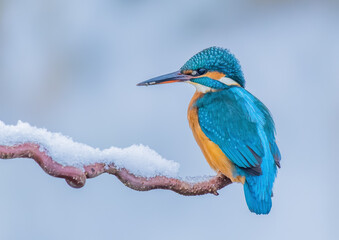 Eisvogel sitzt auf einem Ast mit Schnee und sich sich mit leuchtenden Farben