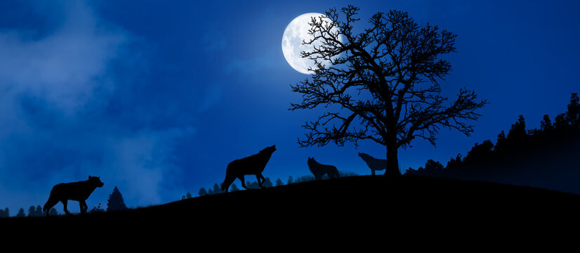 Pack of wolves in the woods with a full moon.