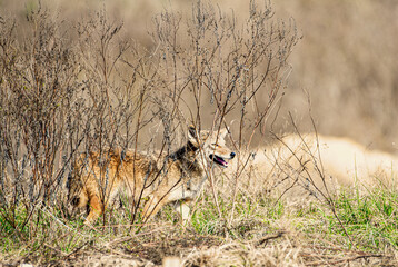 Wild coyote - Canis latrans hunting for small prey in a north Florida grassy meadow