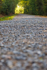 Gravel path in the forest