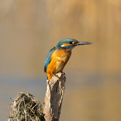 kingfisher on the branch