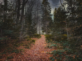 Dark forest at dawn - gloomy view, mysterious atmosphere, mysterious beautiful forest at sunrise, mystery, depression, fear and gloomy atmosphere, path inside, autumn in the mountains