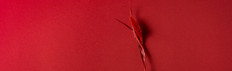 Trendy color viva magenta dry spikelet on colour paper background. Natural leaf concept