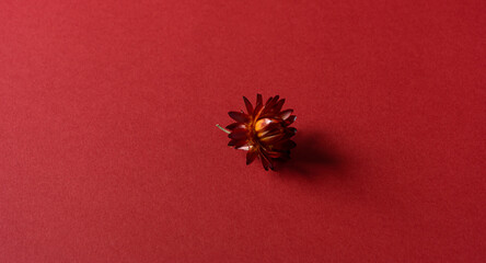 Trendy color viva magenta dry flower on colour paper background. Natural leaf concept