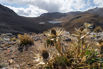 endemic plant called snow rose with landscape of a lake with rocky mountains on a sunny day