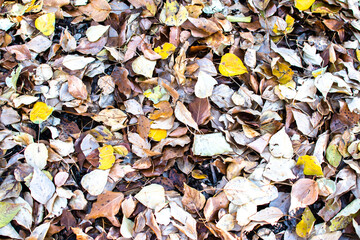 autumn leaves background