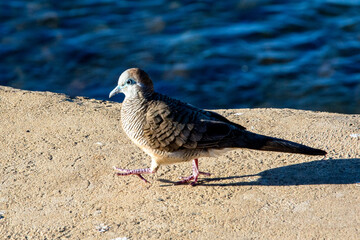 Zebra dove walking