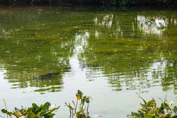 Obraz na płótnie Canvas reeds in the water city of Bonito, Mato Grosso do Sul Brazil Pantanal