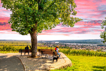 Blick über die Weinberge bei Rüdesheim am Rhein, Hessen, Deutschland 