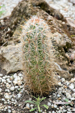 the cacctus is green with large spikes for protection