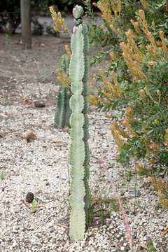 the cacctus is green with large spikes for protection