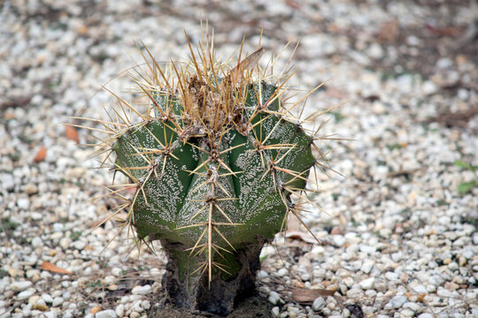 the cacctus is green with large spikes for protection