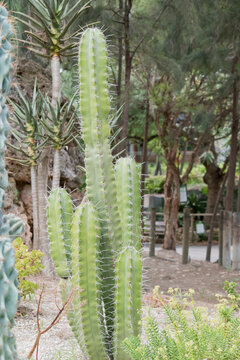 the cacctus is green with large spikes for protection