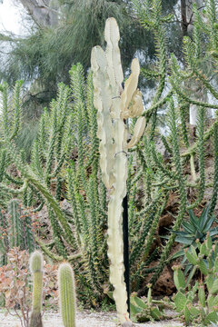 the cacctus is green with large spikes for protection