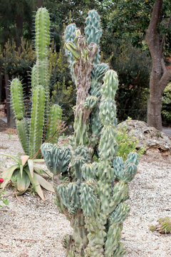 the cacctus is green with large spikes for protection