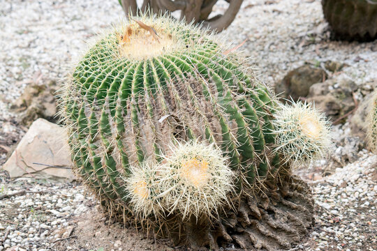the cacctus is green with large spikes for protection