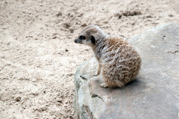 Fototapeta premium the meerkat are extremely cute, with bushy, brown-striped fur, a small, pointed face, and large eyes surrounded by dark patches