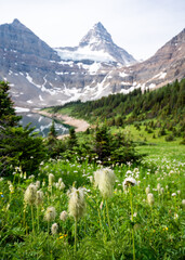 Alpine meadow flowers backed by Mount Assiniboine