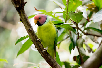 the plum headed parakeet is perched in a tree