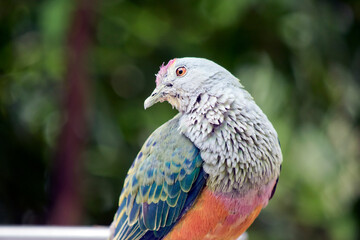 Obraz premium this is a close up of a rose crown fruit dove