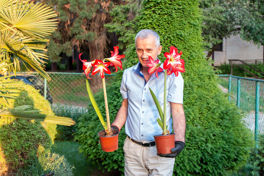 Male gardener  with seedlings of red amarilis flower to plant them. Spring season. Preparation for the summer season. Gardening and plant growing concept.