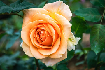 Beautiful blooming flower rose flower close up