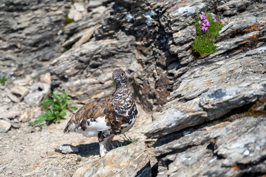 White-tailed ptarmagin in rocky alpine