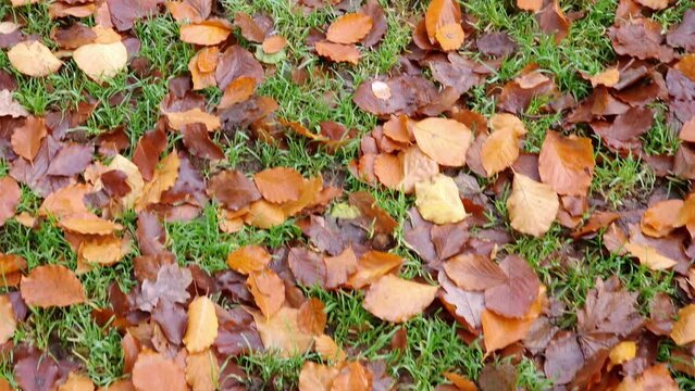 Orange and brown fallen leaves in autumn: colors of nature in fall season. Layer of beautiful colorful foliage on the ground covered in green grass in a park or forest. Natural texture and background