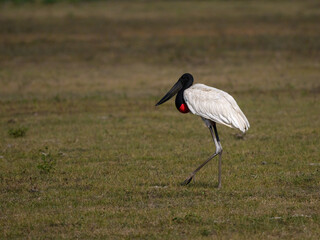 Jabiru walking in savannah grasslands of Brazil