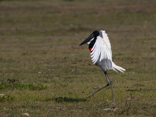 Jabiru with open wings walking in savannah grassland of Brazil