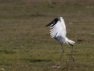 Jabiru with open wings walking in savannah grassland of Brazil