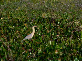 Whistling Heron standing green vegetation in Pantanal, Brazil
