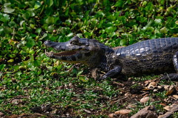 Caiman with open mouth sunbathing on the pond with green vegetation, closeup portrait