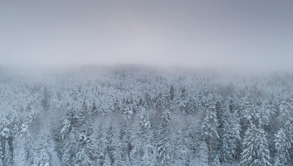 Aerial view to the snow-clad Nordic coniferous woodland with the dreamy misty sunset sky in the background