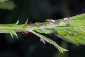 Macrosiphum rosae, the rose aphid is an aphid of the family Aphididae (Hemiptera) 