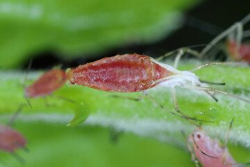 Macrosiphum rosae, the rose aphid is an aphid of the family Aphididae (Hemiptera). An aphid undergoing metamorphosis, shedding its old skin, moults.