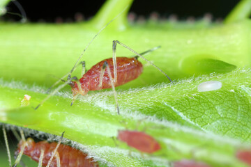 Macrosiphum rosae, the rose aphid is an aphid of the family Aphididae (Hemiptera) 