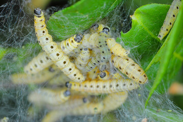 Spindle Ermine Moth larvae (Yponomeuta cagnagella : Yponomeutidae) in their web on spindle.