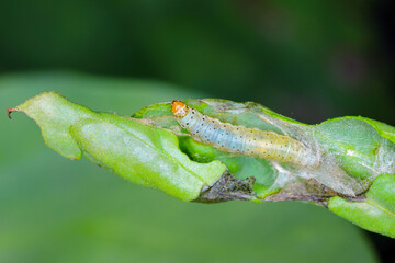 Tortricidae caterpillar in rolled up and bitten faba bean plant.
