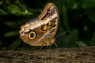 Closeup of a Magnificent Owl butterfly with it's wings closed on tree bark