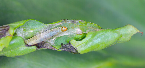 Tortricidae caterpillar in rolled up and bitten faba bean plant.