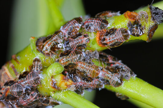 Cacopsylla pyri (pear psylla, European pear sucker) Psyllidae. Nymphs, larvae on a pear tree shoot.