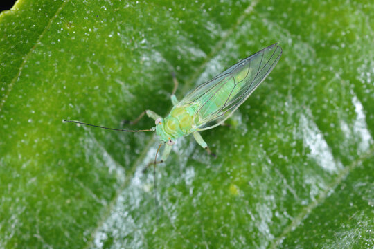 Baeopelma foersteri (Formerly: Psylla foersteri), common throughout the Europa on Alder (Alnus glutinosa).