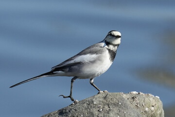 white wagtail in a seashore