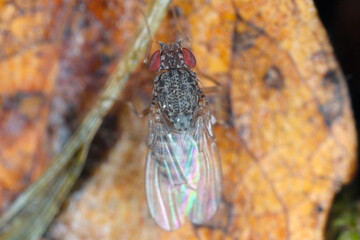 Drosophilidae, genus Phortica. Diverse, cosmopolitan family of flies, which includes species called...