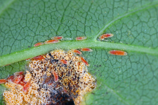 Larvae of Mycopdiplosis coniophaga feeding on aeciospores of Puccinia coronata on Rhamnus utilis. Cecidomyiidae is a family of flies known as gall midges or gall gnats.