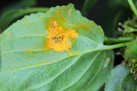 Aecia of Barley crown rust (Puccinia coronata) on green leaf of Rhamnus cathartica or Purging buckthorn.