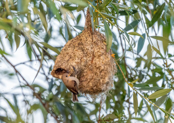 Eine Beutelmeise sitzt an ihrem Nest und sieht sehr hübsch aus